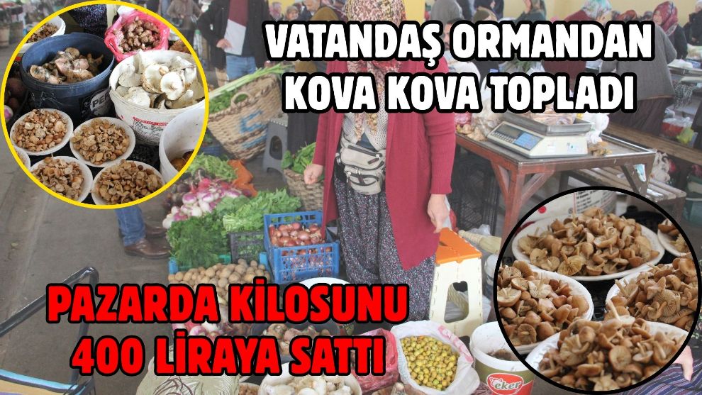 Vatandaş ormandan kova kova topladı, pazarda kilosunu 400 liraya sattı