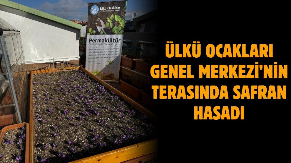 Ülkü Ocakları Genel Merkezi’nin terasında safran hasadı