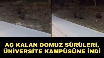 Aç kalan domuz sürüleri, üniversite kampüsüne indi
