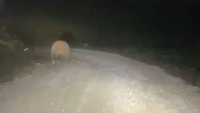Aracın ışıklarından korkan ayı böyle kaçtı