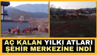 (BOLU) Aç kalan yılkı atları şehir merkezine indi