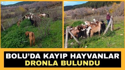 Bolu'da kayıp hayvanlar dronla bulundu