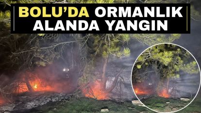 Bolu'da ormanlık alanda yangın
