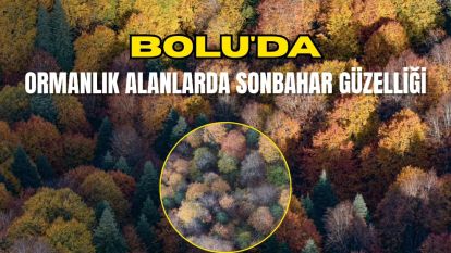 Bolu'da ormanlık alanlarda sonbahar güzelliği