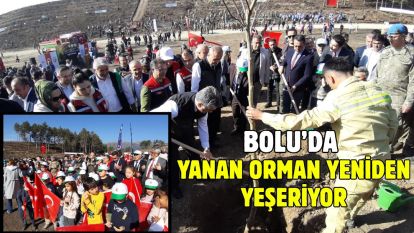 Bolu'da yanan orman yeniden yeşeriyor
