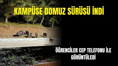 Kampüse domuz sürüsü indi... öğrenciler cep telefonu ile görüntüledi