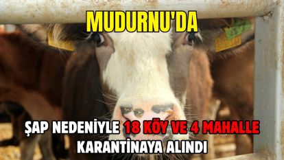 Mudurnu'da şap nedeniyle 18 köy ve 4 mahalle karantinaya alındı