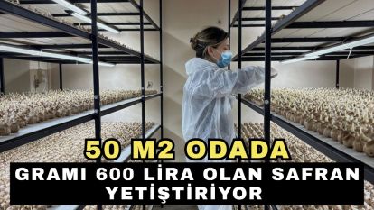 50 m2 odada, gramı 600 lira olan safran yetiştiriyor