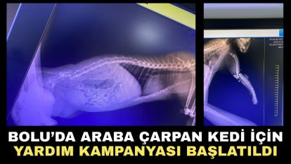 Bolu'da Araba Çarpan Kedi İçin Yardım Kampanyası Başlatıldı