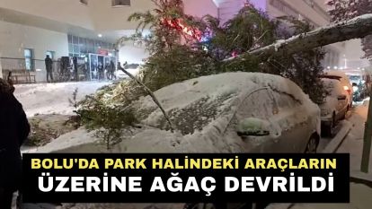 Bolu'da park halindeki araçların üzerine ağaç devrildi