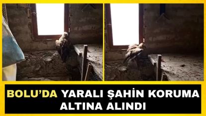 Bolu'da yaralı şahin koruma altına alındı