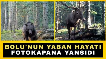 Bolu'nun yaban hayatı fotokapana yansıdı