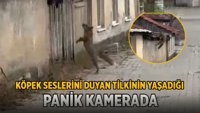 Köpek seslerini duyan tilkinin yaşadığı panik kamerada
