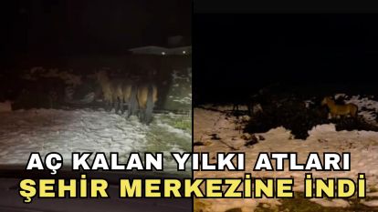 Aç kalan yılkı atları şehir merkezine indi