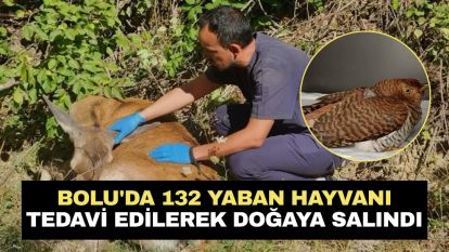 Bolu'da 132 yaban hayvanı tedavi edilerek doğaya salındı