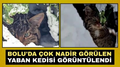 Bolu'da çok nadir görülen yaban kedisi görüntülendi