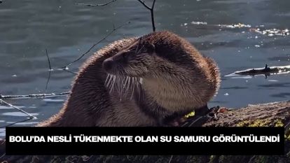 Bolu'da nesli tükenmekte olan su samuru görüntülendi