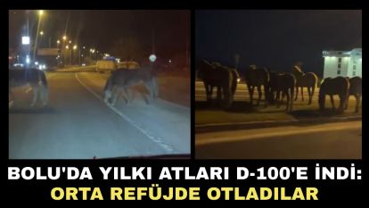Bolu'da yılkı atları D-100'e indi: Orta refüjde otladılar