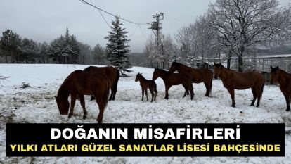 Doğanın misafirleri…Yılkı Atları Güzel Sanatlar Lisesi bahçesinde