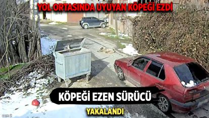 Köpeği ezen sürücü yakalandı