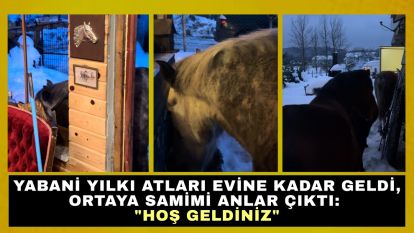 Yabani yılkı atları evine kadar geldi, ortaya samimi anlar çıktı: "Hoş geldiniz"