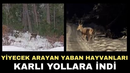 Yiyecek arayan yaban hayvanları karlı yollara indi