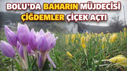 Bolu'da baharın müjdecisi çiğdemler çiçek açtı
