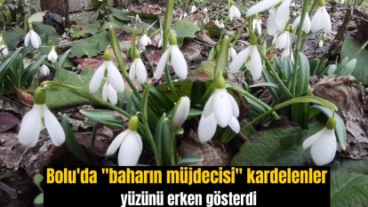 Bolu'da "baharın müjdecisi" kardelenler yüzünü erken gösterdi