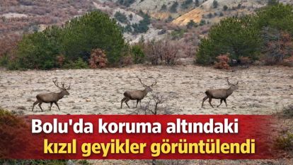 Bolu'da koruma altındaki kızıl geyikler görüntülendi