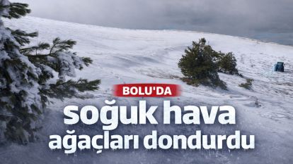Bolu'da soğuk hava ağaçları dondurdu