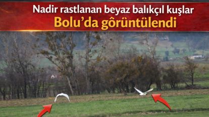Nadir rastlanan beyaz balıkçıl kuşlar Bolu'da görüntülendi