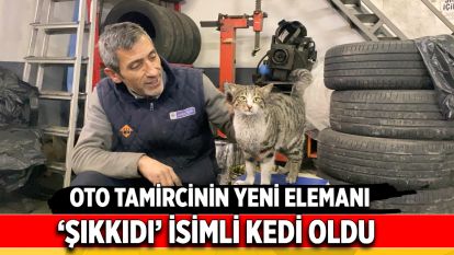 Oto tamircinin yeni elemanı ‘Şıkkıdı' isimli kedi oldu