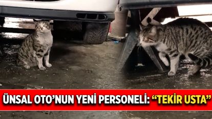 Ünsal Oto'nun Yeni Personeli: “Tekir Usta”
