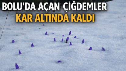 Bolu'da açan çiğdemler kar altında kaldı