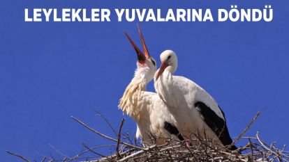 LEYLEKLER YUVALARINA DÖNDÜ