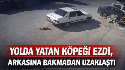 Yolda yatan köpeği ezdi, arkasına bakmadan uzaklaştı