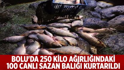 Bolu'da 250 kilo ağırlığındaki 100 canlı sazan balığı kurtarıldı