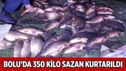 Bolu'da 350 kilo sazan kurtarıldı