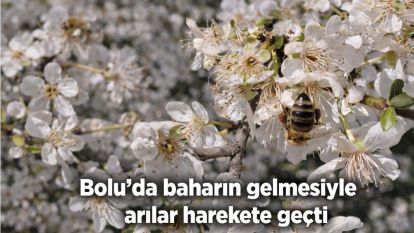 Bolu'da baharın gelmesiyle arılar harekete geçti