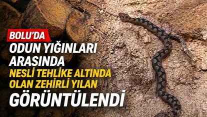 Bolu'da odun yığınları arasında nesli tehlike altında olan zehirli yılan görüntülendi