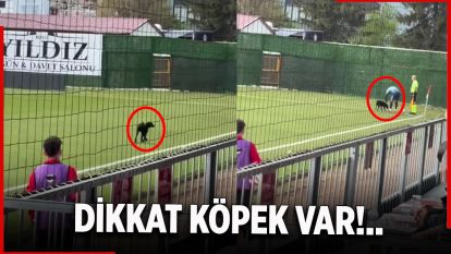 Dikkat Köpek Var!..