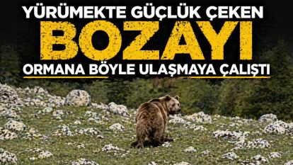 Yürümekte güçlük çeken bozayı ormana böyle ulaşmaya çalıştı