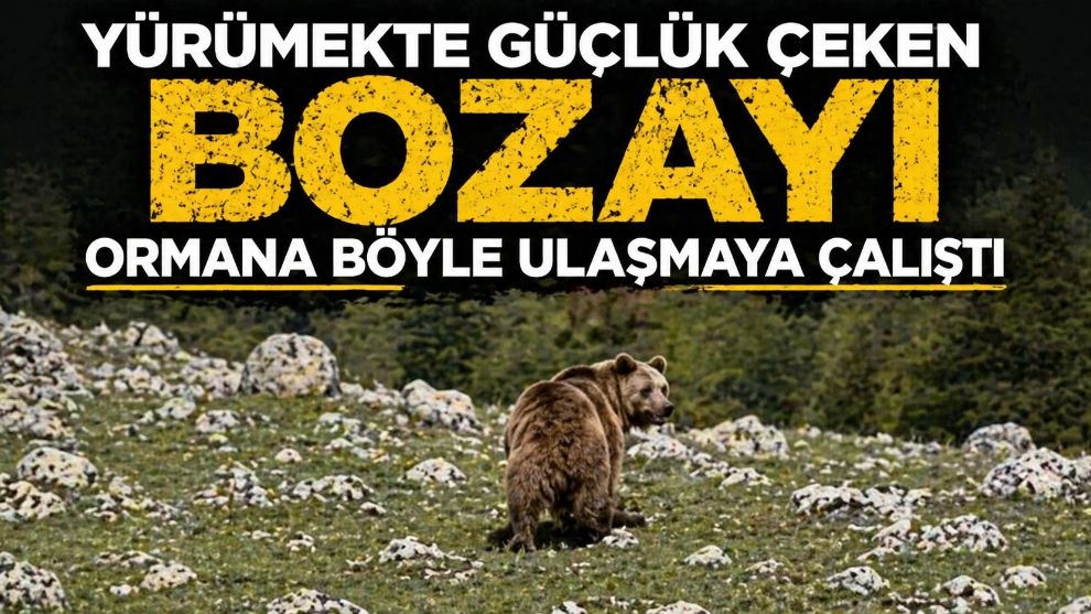 Yürümekte güçlük çeken bozayı ormana böyle ulaşmaya çalıştı