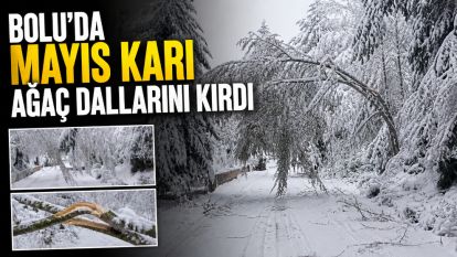 Bolu'da mayıs karı ağaç dallarını kırdı