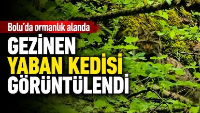 Bolu'da ormanlık alanda gezinen yaban kedisi görüntülendi