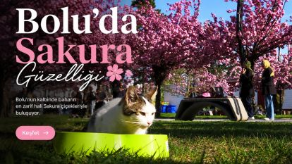 Bolu'da Sakura Güzelliği