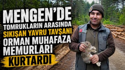 Mengen'de Tomrukların Arasında Sıkışan Yavru Tavşanı Orman Muhafaza Memurları Kurtardı