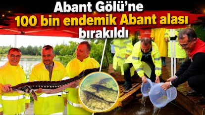 Abant Gölü'ne 100 bin endemik Abant alası bırakıldı
