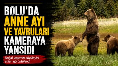 Bolu'da anne ayı ve yavruları kameraya yansıdı