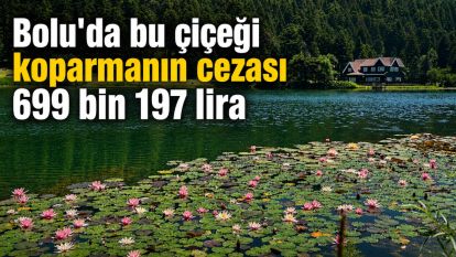 Bolu'da bu çiçeği koparmanın cezası 699 bin 197 lira